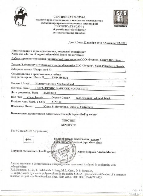 Фото: ньюфаундленд Sent Djons Faberge Collection (Сент Джонс Фаберже Коллекшен)