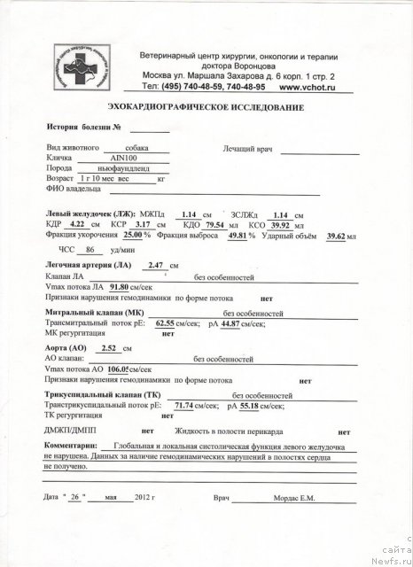 Фото: ньюфаундленд Sent Djons Faberge Collection (Сент Джонс Фаберже Коллекшен)