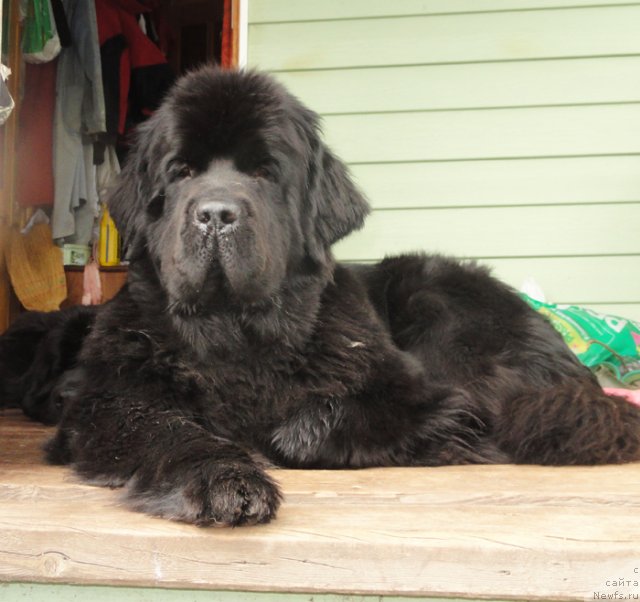 Фото: ньюфаундленд Beguschaya po Volnam Dancing Queen (Бегущая по Волнам Дансинг Квин)