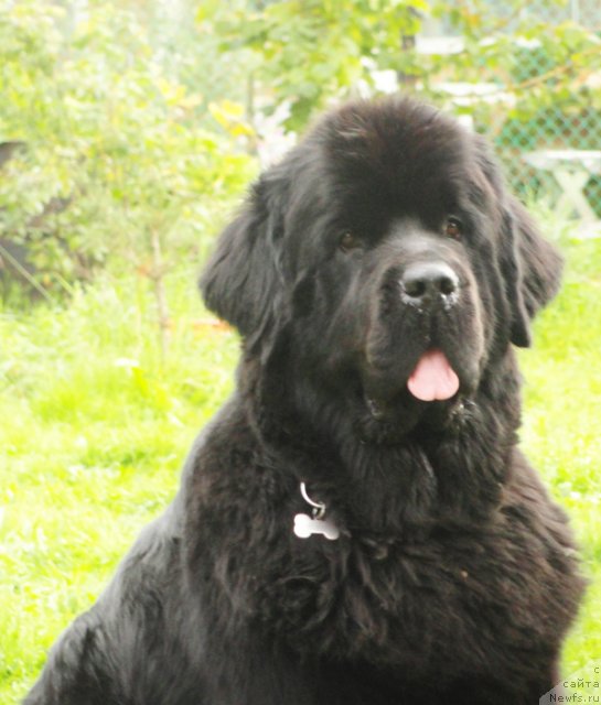 Фото: ньюфаундленд Beguschaya po Volnam Hand Made (Бегущая по Волнам Ханд Маде)