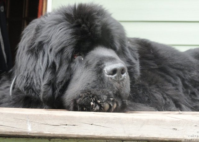 Фото: ньюфаундленд Beguschaya po Volnam Vsya Takaya Rastakaya (Бегущая по Волнам Вся Такая Растакая)
