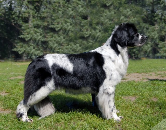 Фото: ньюфаундленд Sent Djons Faberge Collection (Сент Джонс Фаберже Коллекшен)