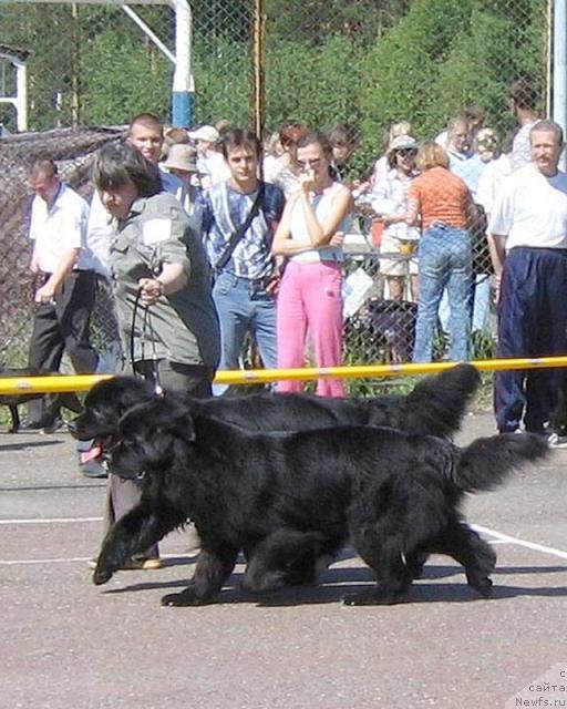 Фото: ньюфаундленд Lene's Black Berry, ньюфаундленд Euro Surprise ot Sibirskogo Medvedja (Евро Сюрпрайз от Сибирского Медведя)