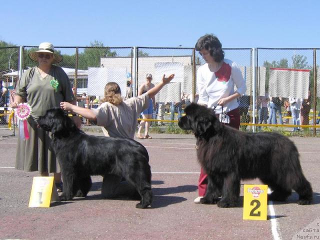 Фото: ньюфаундленд Juno vom Trieberg, ньюфаундленд Ego Vysochestvo ot Sibirskogo Medvedja (Его Высочество от Сибирского Медведя)