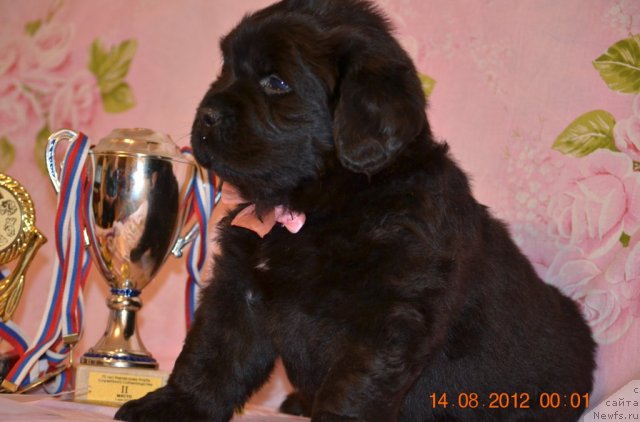 Фото: ньюфаундленд Sof'ya Golden Djess (Софья Голден Джесс)
