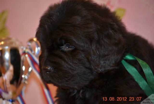 Фото: ньюфаундленд Syin Toptyijki Don Kihota (Сын Топтыжки Дон Кихота)