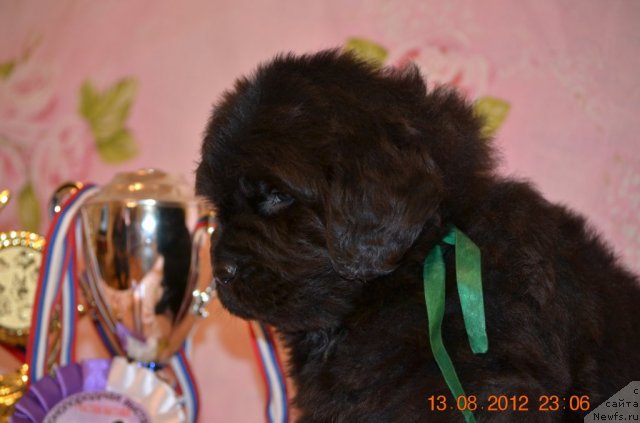 Фото: ньюфаундленд Syin Toptyijki Don Kihota (Сын Топтыжки Дон Кихота)