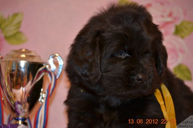 Фото: ньюфаундленд Sirius Blyek Vyey (Сириус Блэк Вэй)