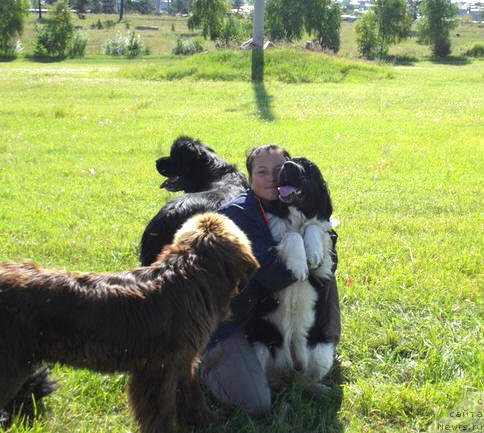 Фото: ньюфаундленд CHernyiy SHarm Velikobritaniya (Черный Шарм Великобритания), ньюфаундленд Zarri iz Sibirskoy Glubinki (Зарри из Сибирской Глубинки), Гретта