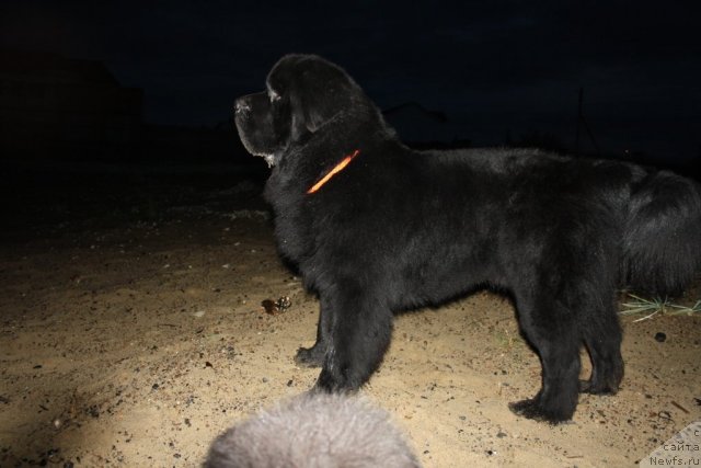 Фото: ньюфаундленд Beguschaya po Volnam Zero Kool (Бегущая по Волнам Зеро Коол)