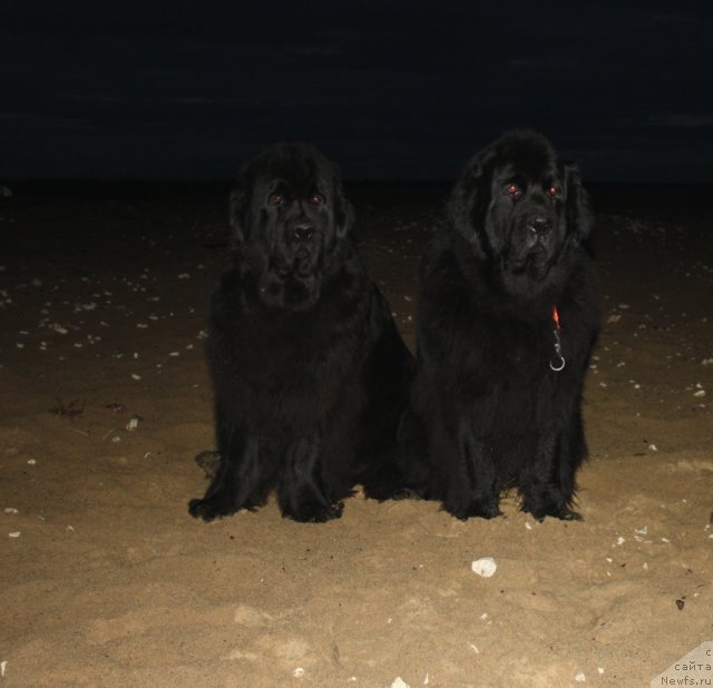 Фото: ньюфаундленд Fortuna of Giant's Island, ньюфаундленд Gloriya Grand Blek (Глория Гранд Блек)