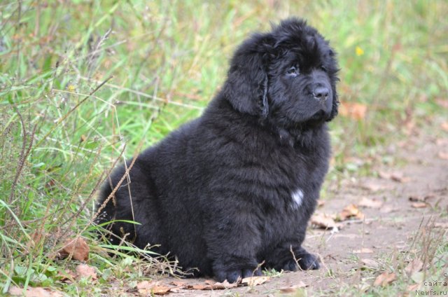 Фотография № 105544