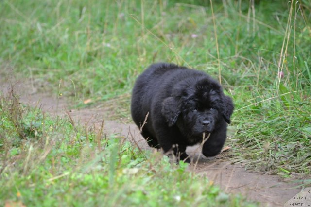Фото: ньюфаундленд Simbad Pokoritel' Morey (Симбад Покоритель Морей)