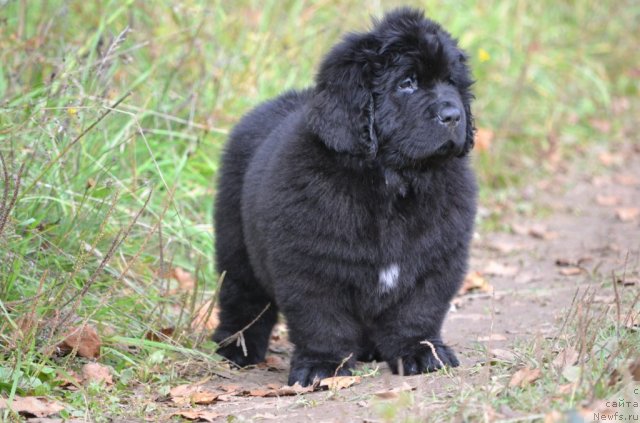 Фото: ньюфаундленд Simbad Pokoritel' Morey (Симбад Покоритель Морей)