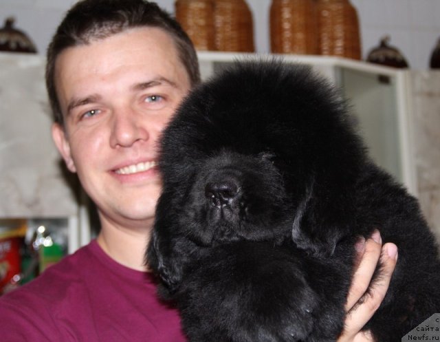 Фото: ньюфаундленд Admiration For All Dinastiya Soverchenstva (Адмирейшен Фор Ол Династия Совершенства)