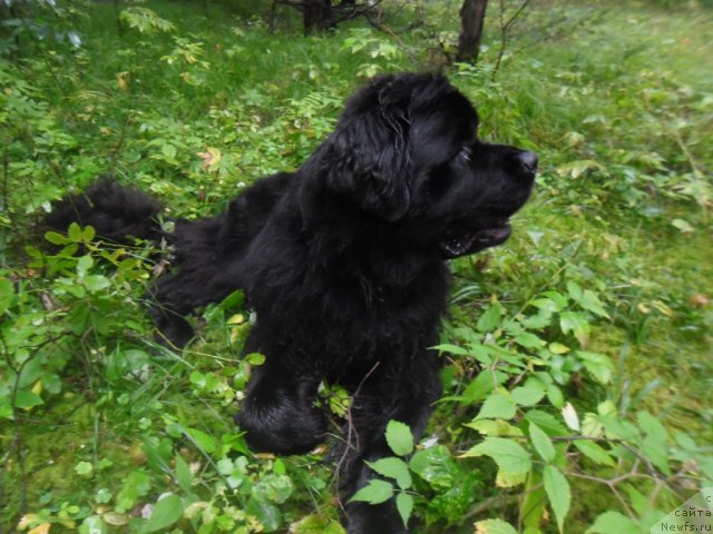 Фото: ньюфаундленд Akvatoriya Kelvin Koroleva Margo (Акватория Келвин Королева Марго)