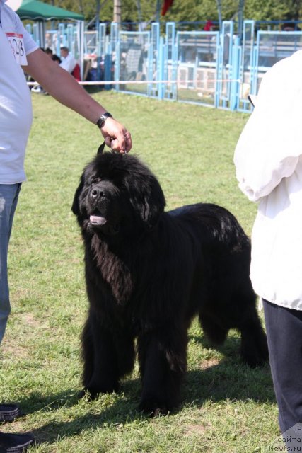 Фото: ньюфаундленд Zolotoy Talisman Kara Deniz (Золотой Талисман Кара Дениз)