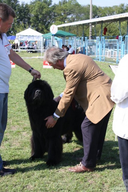 Фото: ньюфаундленд Zolotoy Talisman Kara Deniz (Золотой Талисман Кара Дениз)
