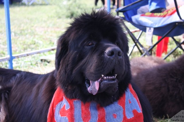 Фото: ньюфаундленд Zolotoy Talisman Kara Deniz (Золотой Талисман Кара Дениз)