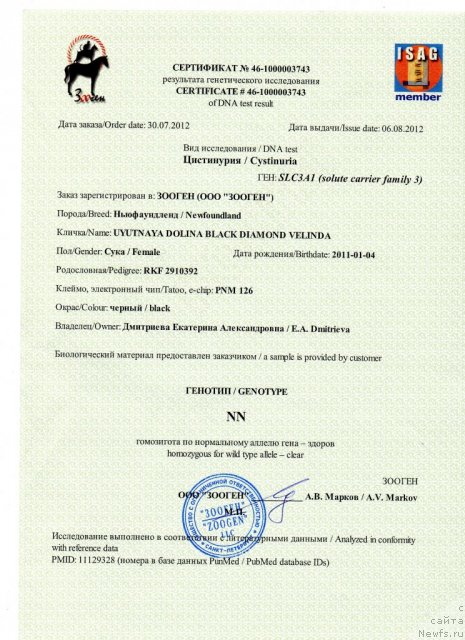 Фото: ньюфаундленд Uyutnaya Dolina Black Diamond Velinda (Уютная Долина Блэк Даймонд Велинда)