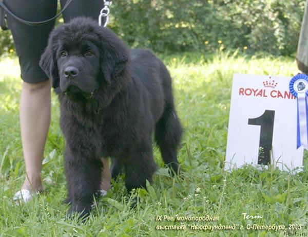 Фото: ньюфаундленд Smigar Jan P'er (Смигар Жан Пьер)