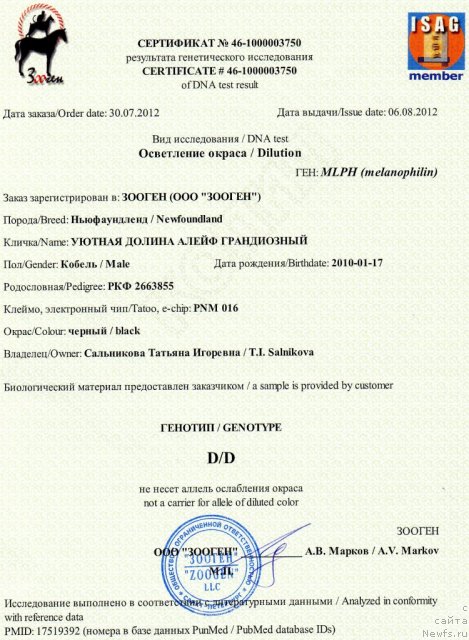 Фото: ньюфаундленд Uyutnaya Dolina Aleyf Grandioznyiy (Уютная Долина Алейф Грандиозный)