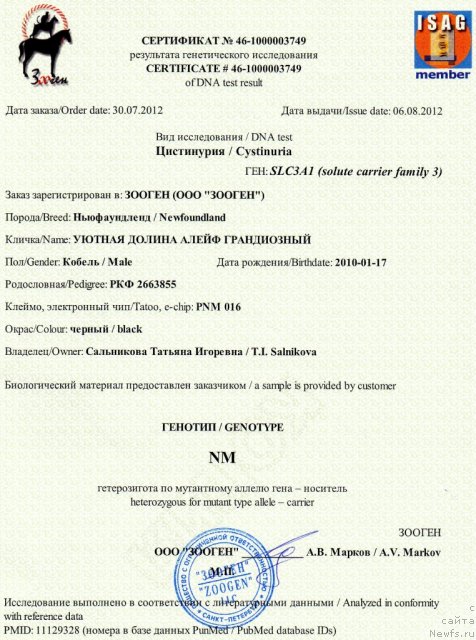 Фото: ньюфаундленд Uyutnaya Dolina Aleyf Grandioznyiy (Уютная Долина Алейф Грандиозный)