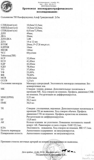 Фото: ньюфаундленд Uyutnaya Dolina Aleyf Grandioznyiy (Уютная Долина Алейф Грандиозный)