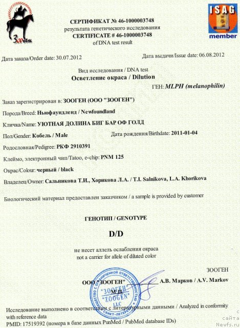 Фото: ньюфаундленд Uyutnaya Dolina Big Bar Of Gold (Уютная Долина Биг Бар Оф Голд)