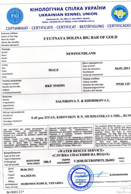 Фото: ньюфаундленд Uyutnaya Dolina Big Bar Of Gold (Уютная Долина Биг Бар Оф Голд)