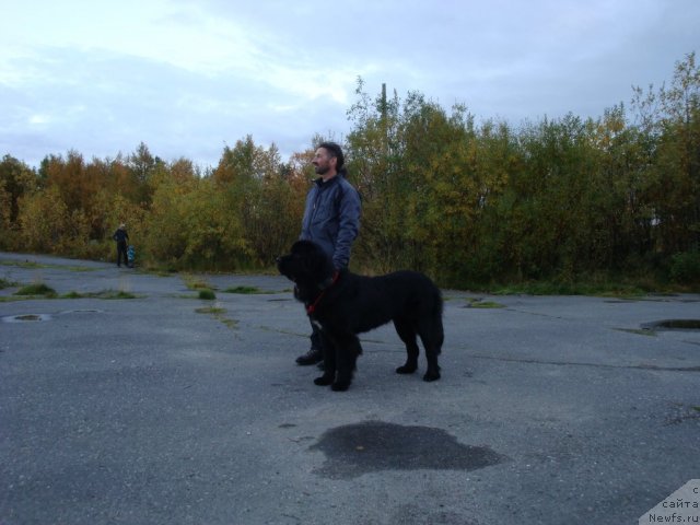 Фото: ньюфаундленд Piternyuf Nota Bene (Питерньюф Нота Бене)