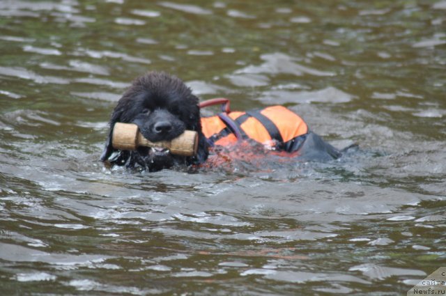 Фото: ньюфаундленд Akvatoriya Kelvin Ursula (Акватория Келвин Урсула)