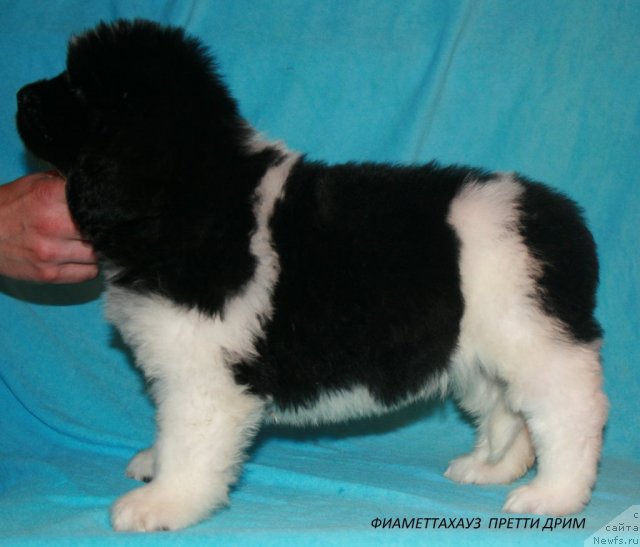 Фото: ньюфаундленд Fiamettahauz Pretti Drim (Фиаметтахауз Претти Дрим)