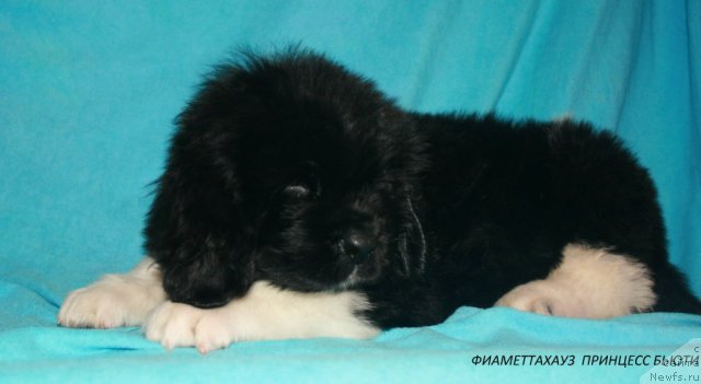 Фотография № 105576