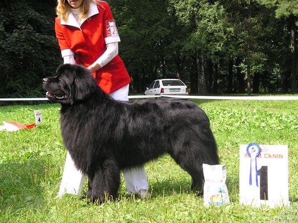 Фото: ньюфаундленд Vivat Vialiki Miadzvedz (Виват Вялiкi Мядзведзь)