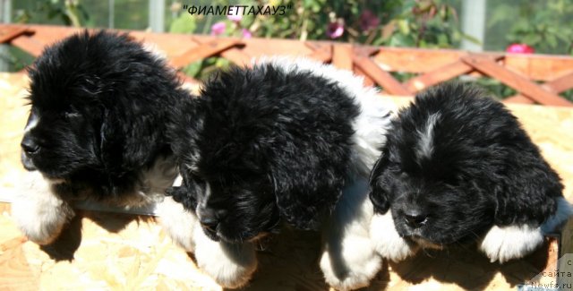 Фото: Щенки питомника 