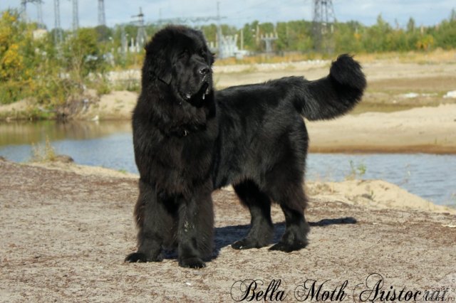 Фотография № 105585