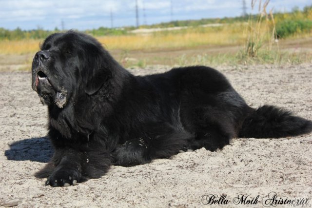 Фото: ньюфаундленд Byella Moss Aristokrat (Бэлла Мосс Аристократ)