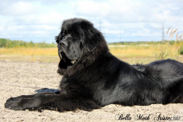 Фото: ньюфаундленд Byella Moss Aristokrat (Бэлла Мосс Аристократ)