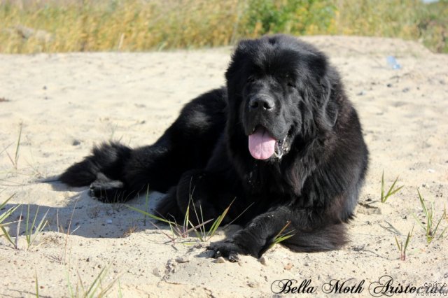 Фотография № 105591