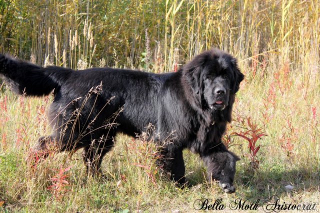 Фотография № 105592