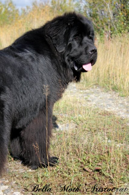 Фотография № 105593