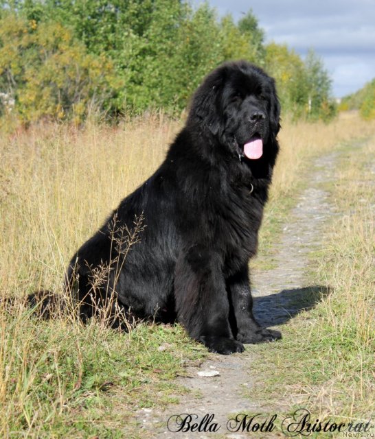 Фото: ньюфаундленд Byella Moss Aristokrat (Бэлла Мосс Аристократ)