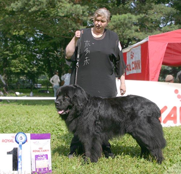 Фото: ньюфаундленд YUl'f (Юльф)
