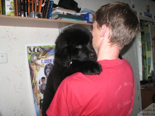 Фото: ньюфаундленд Bi Perfekt Asker (Би Перфект Аскер)