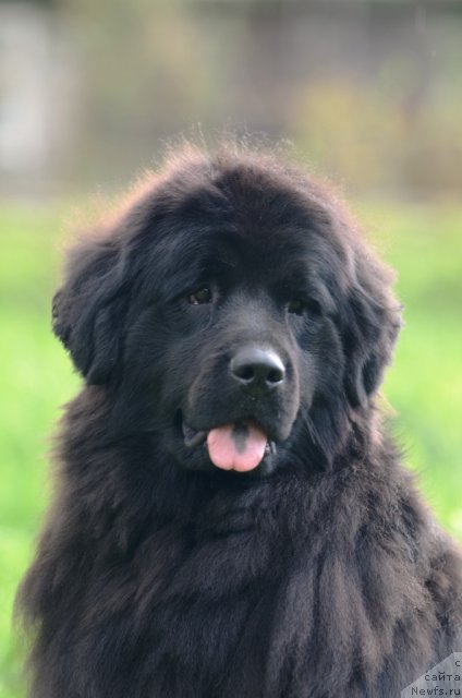 Фото: ньюфаундленд Fann'yuf Al'felina Bledans (Фанньюф Альфелина Бледанс)