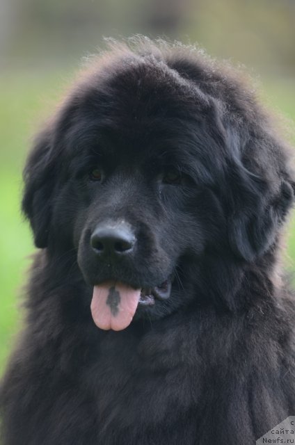 Фото: ньюфаундленд Fann'yuf Al'felina Bledans (Фанньюф Альфелина Бледанс)