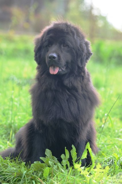 Фото: ньюфаундленд Fann'yuf Al'felina Bledans (Фанньюф Альфелина Бледанс)