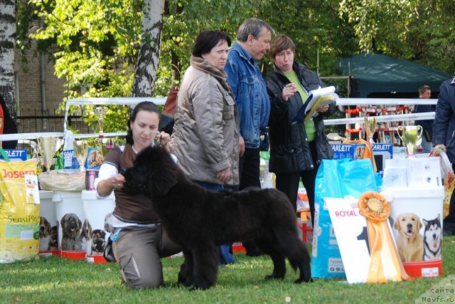 Фото: ньюфаундленд Beguschaya po Volnam Foget Mi Not (Бегущая по Волнам Фогет Ми Нот), Aleksandra Fetisova (Александра Фетисова)