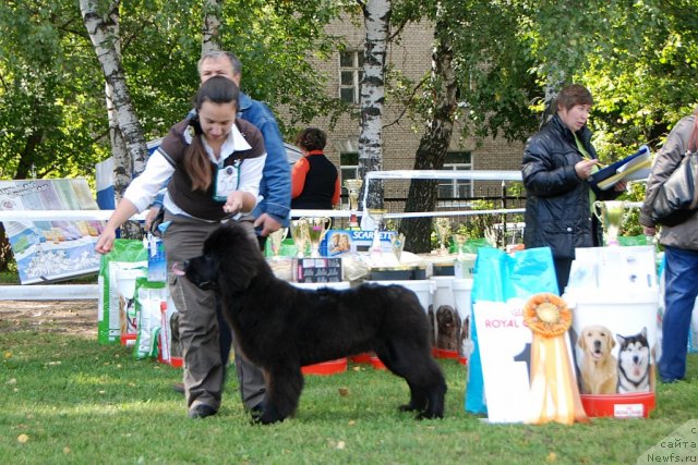 Фото: ньюфаундленд Beguschaya po Volnam Foget Mi Not (Бегущая по Волнам Фогет Ми Нот), Aleksandra Fetisova (Александра Фетисова)